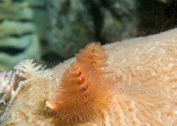 Spawning Christmas tree worms. Nikon D100, 60mm lens. by Maryke Kolenousky 